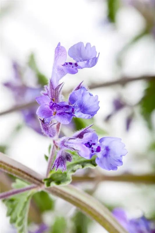 nepeta faassenii 'walker's low' P11 - afbeelding 4