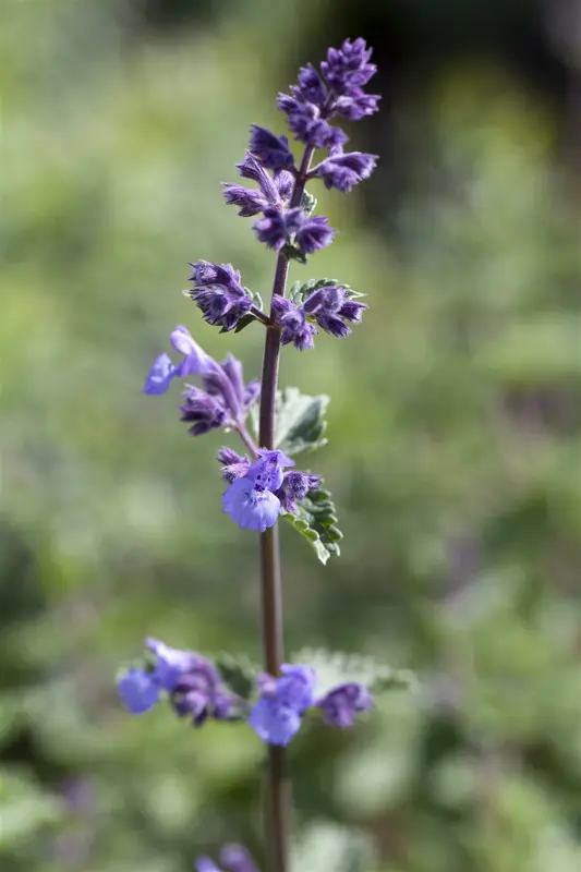 nepeta faassenii 'walker's low' P9 - afbeelding 1