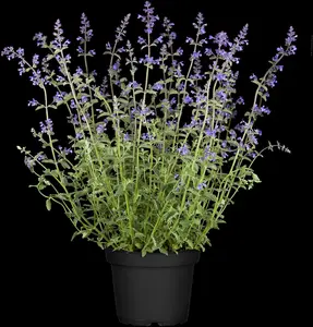 nepeta faassenii 'walker's low' P11 - afbeelding 5