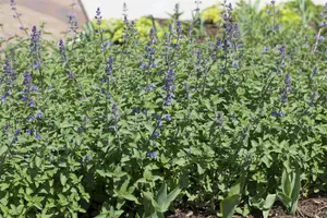 nepeta faassenii 'walker's low' P11 - afbeelding 2