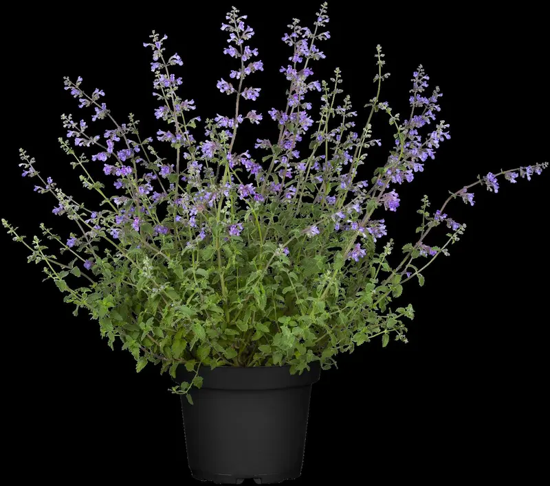 nepeta faassenii 'walker's low' P11 - afbeelding 3