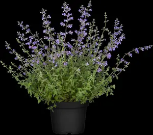 nepeta faassenii 'walker's low' P9 - afbeelding 3