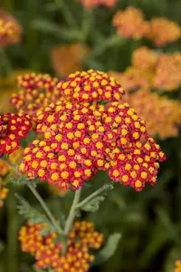 achillea mil. 'walter funcke' P9