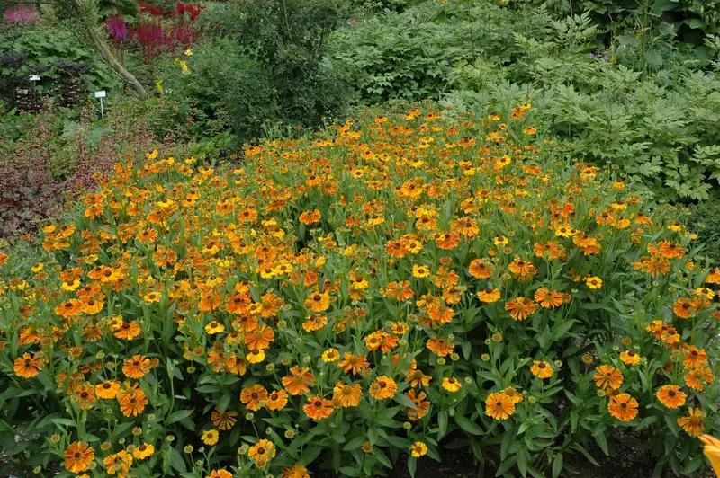 helenium hybr. 'waltraut' P9 - afbeelding 1