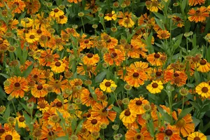 helenium hybr. 'waltraut' P9 - afbeelding 2