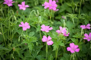 geranium endressii 'wargrave pink' P10.5 - afbeelding 1