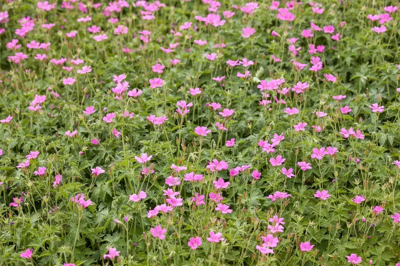 geranium endressii 'wargrave pink' P10.5 - afbeelding 2