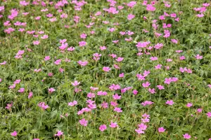 geranium endressii 'wargrave pink' P10.5 - afbeelding 2