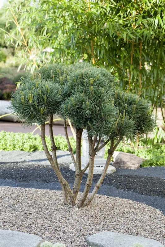 Watereri pinus - afbeelding 3