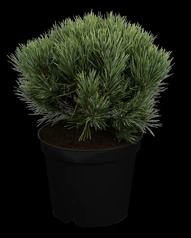 Watereri pinus - afbeelding 1