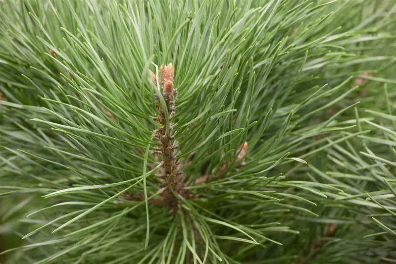 Watereri pinus - afbeelding 4