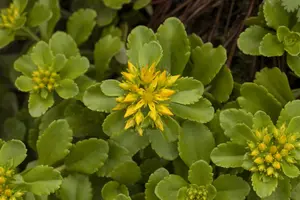 sedum f. 'weihenstephaner gold' P11 - afbeelding 1