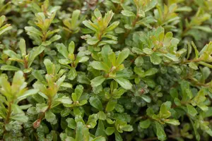 sedum f. 'weihenstephaner gold' P11 - afbeelding 3