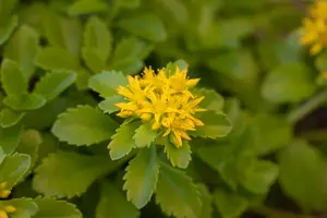 sedum f. 'weihenstephaner gold' P11 - afbeelding 4