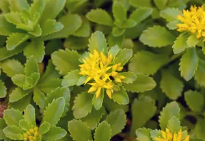 sedum f. 'weihenstephaner gold' P11 - afbeelding 5