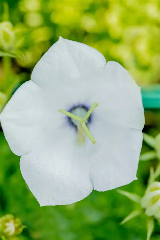 campanula carpatica 'white clips' P11 - afbeelding 5