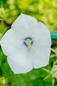 campanula carpatica 'white clips' P11 - afbeelding 5