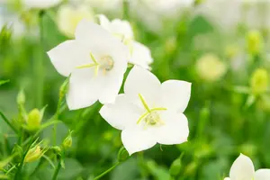 campanula carpatica 'white clips' P11 - afbeelding 1