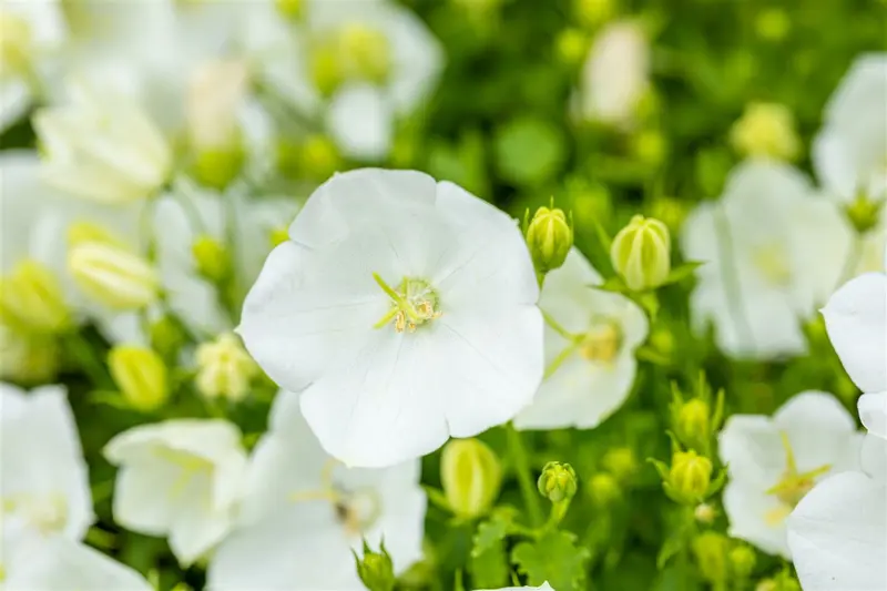 campanula carpatica 'white clips' P11 - afbeelding 2