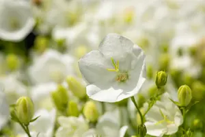 campanula carpatica 'white clips' P11 - afbeelding 3