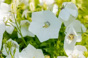 campanula carpatica 'white clips' P11 - afbeelding 4