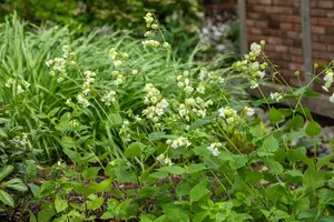 silene mar. 'weisskehlchen' P11 - afbeelding 1