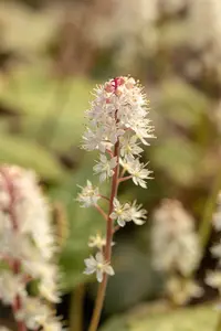 tiarella wherryi P9 - afbeelding 3