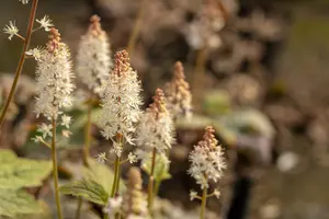 tiarella wherryi P9 - afbeelding 2