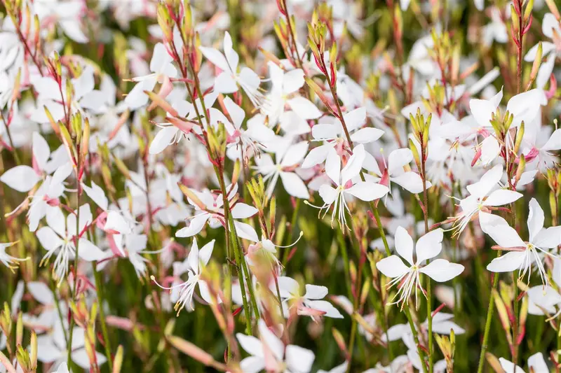 gaura lindh. 'whirling butterflies'( oenothera li P9 - afbeelding 1