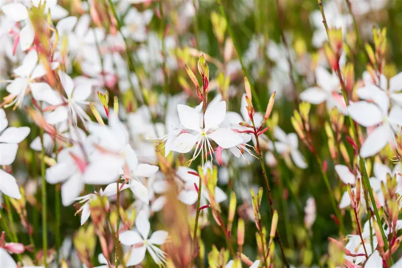 gaura lindh. 'whirling butterflies'( oenothera li P9 - afbeelding 2