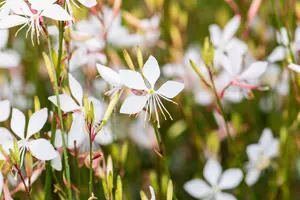 gaura lindh. 'whirling butterflies'( oenothera li P9 - afbeelding 3