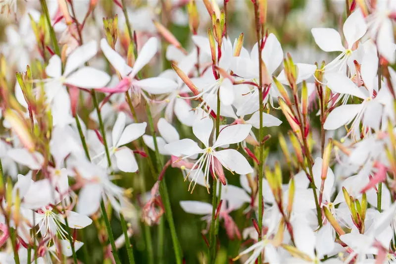 gaura lindh. 'whirling butterflies'( oenothera li P9 - afbeelding 4