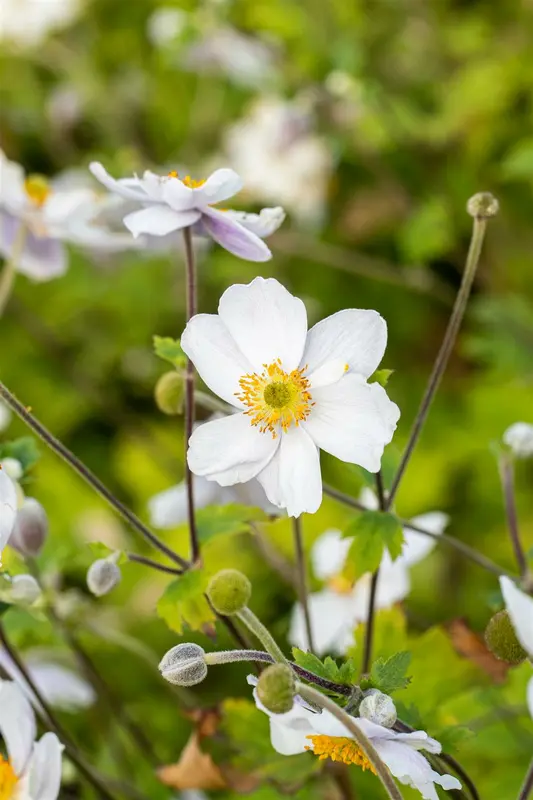 anemone hybr. 'whirlwind' P9 - afbeelding 5