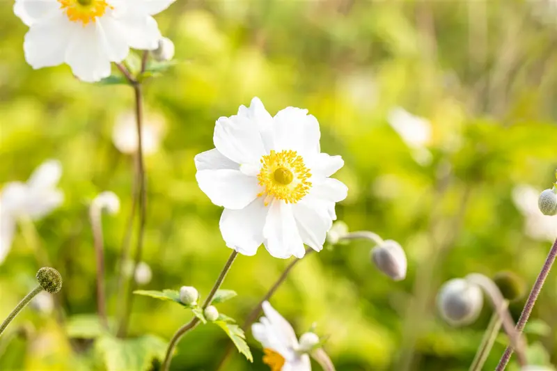 anemone hybr. 'whirlwind' P11 - afbeelding 2