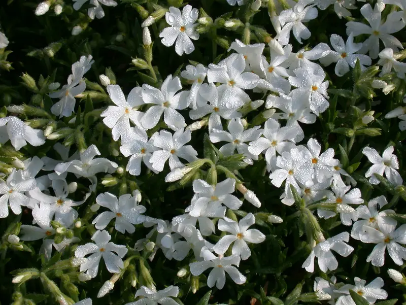 phlox (d) 'white admiral' P11 - afbeelding 2