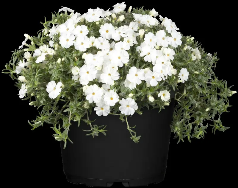 phlox (d) 'white admiral' P11 - afbeelding 1