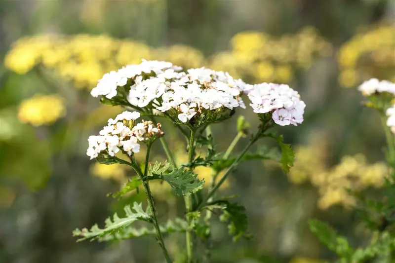 achillea mil. 'white beauty' P9