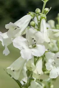 penstemon hybr. 'white bedder' ( 'snowstorm') P9 - afbeelding 2