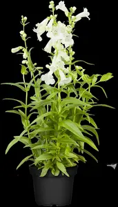 penstemon hybr. 'white bedder' ( 'snowstorm') P9 - afbeelding 1