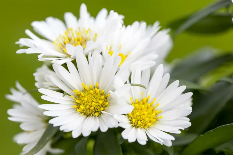 aster novi belgii white ladies  P10.5