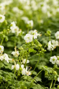 geranium macr. 'white ness' P9 - afbeelding 3