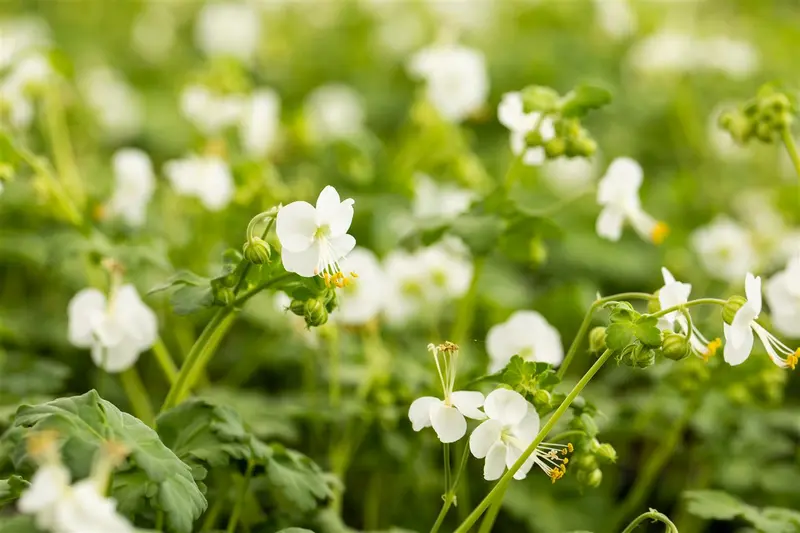 geranium macr. 'white ness' P9 - afbeelding 1