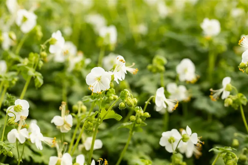 geranium macr. 'white ness' P9 - afbeelding 2