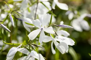 phlox divar. 'white perfume' P9 - afbeelding 2