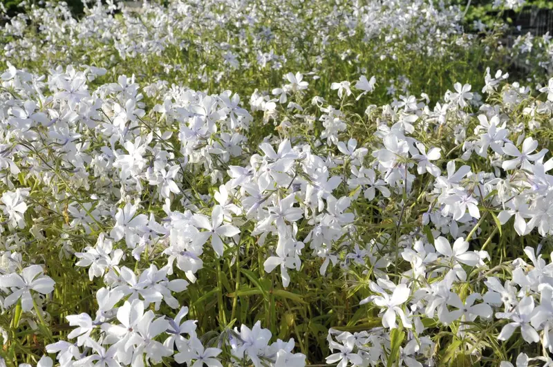 phlox divar. 'white perfume' P9 - afbeelding 1