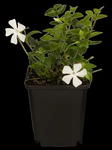 vinca minor 'white power' P9