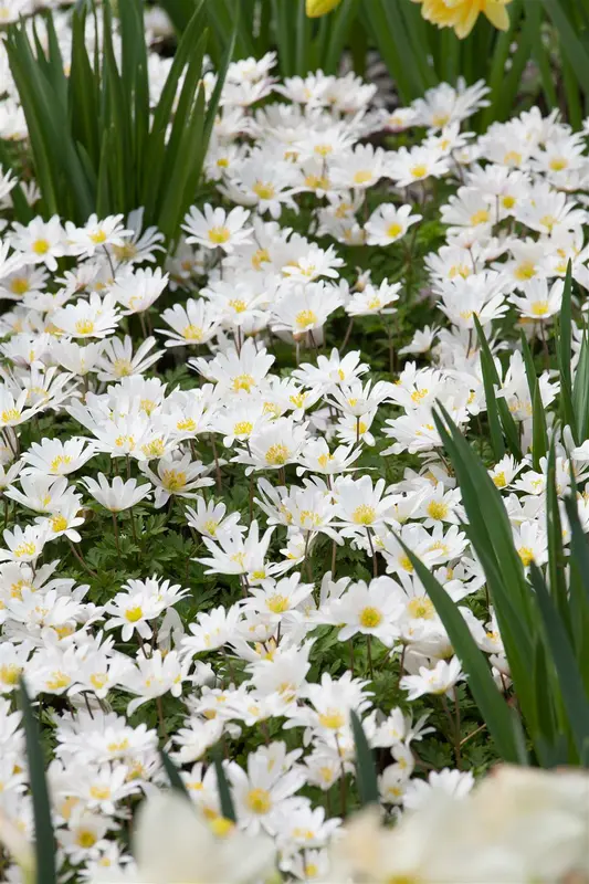 Anemone blanda 'White Splendour' P9 - afbeelding 2