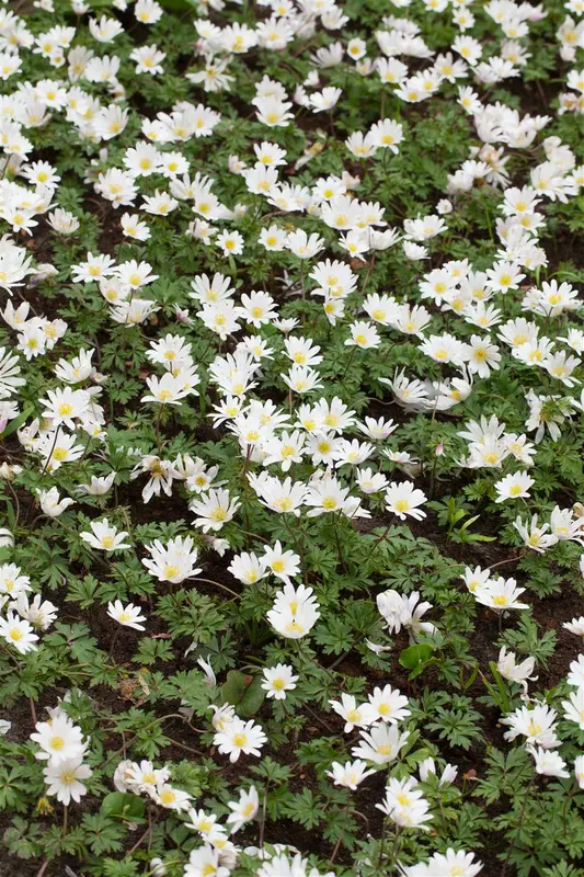 Anemone blanda 'White Splendour' P9 - afbeelding 4