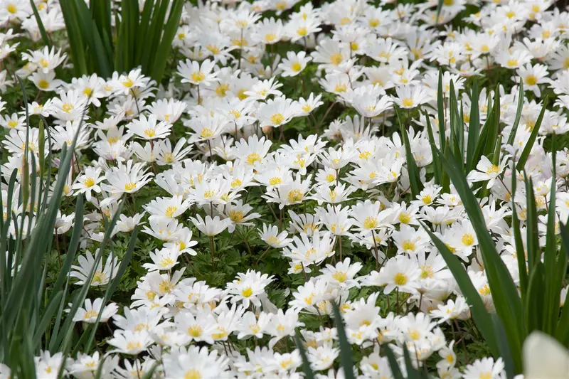 Anemone blanda 'White Splendour' P9 - afbeelding 1