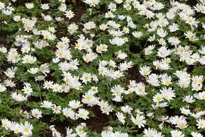 Anemone blanda 'White Splendour' P9 - afbeelding 3